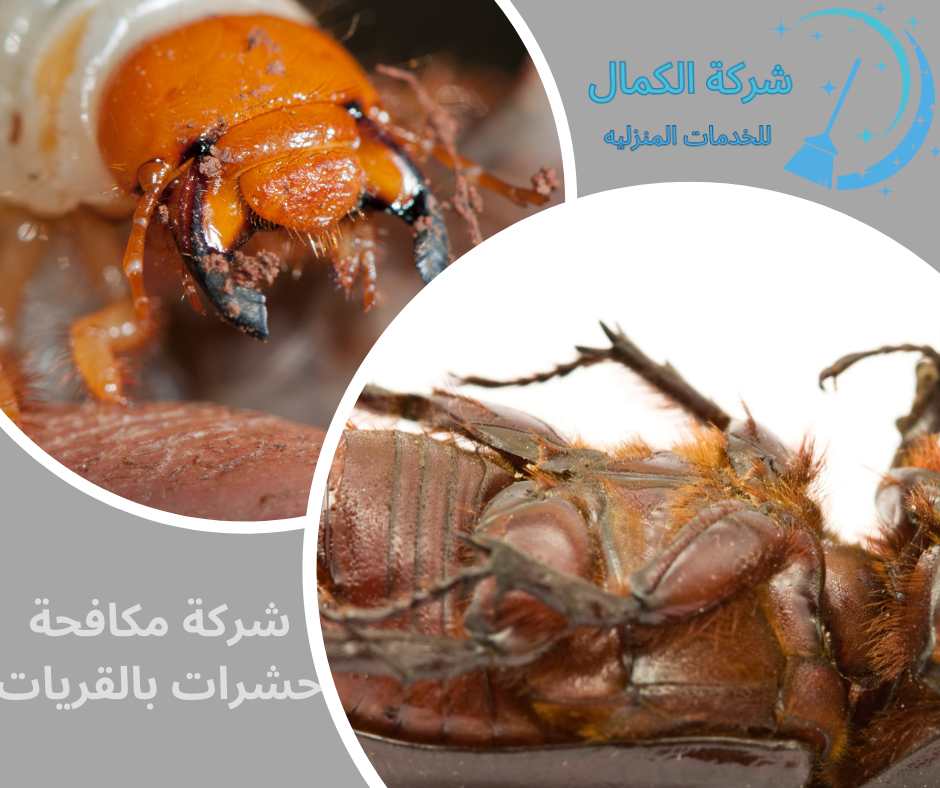 شركة مكافحة حشرات بالقريات 0530440691